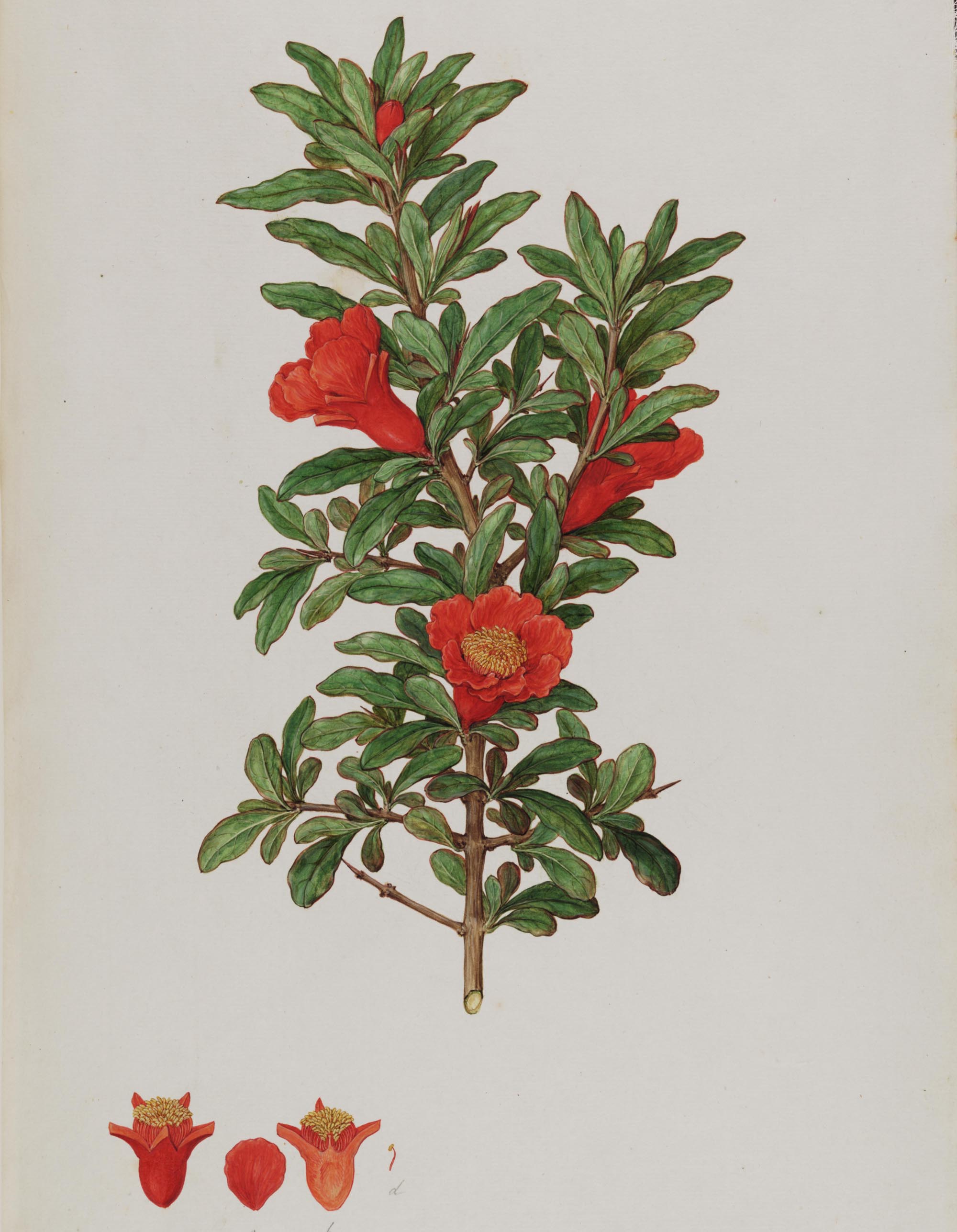 How one of the world’s best botanical artists painted by numbers