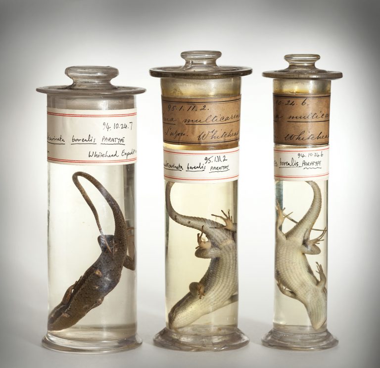 Britain’s best places to see Taxidermy and natural history collections