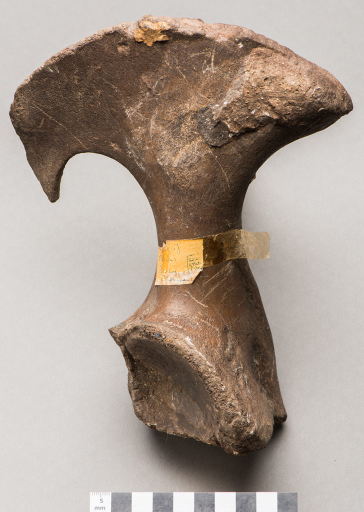 11 beautiful fossils from the Jurassic Coast World Heritage Site