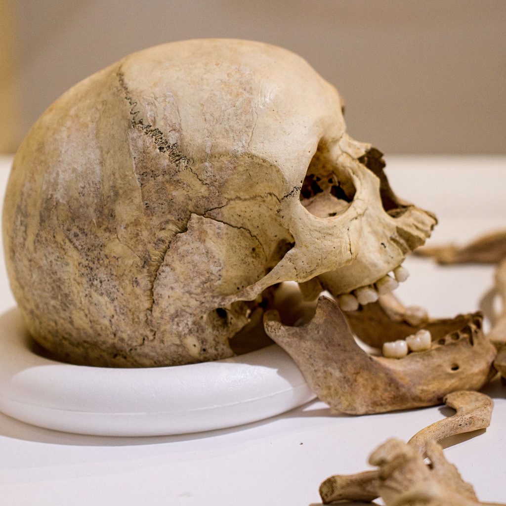 a side view of a skull on display in a case in a museum
