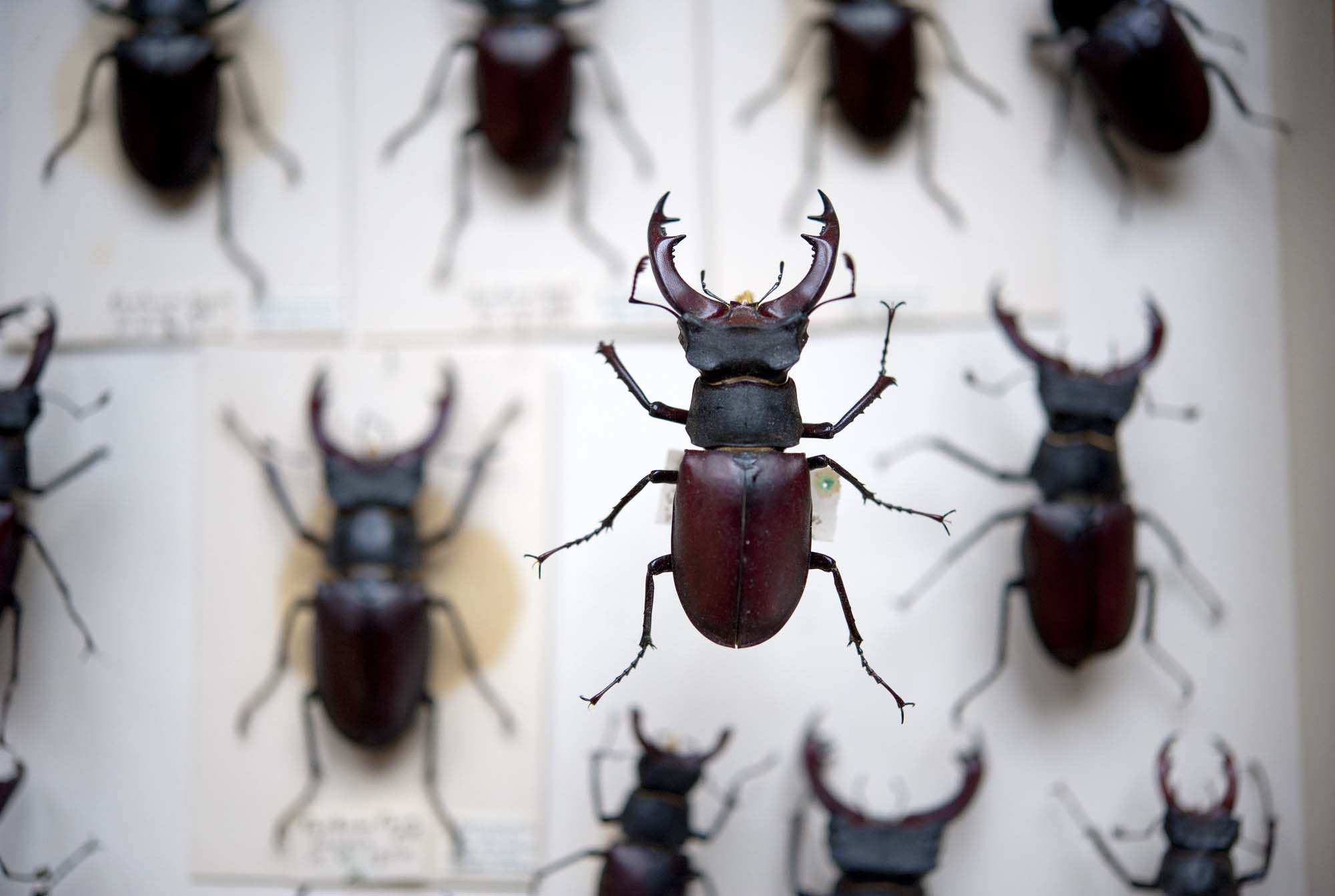 Saving one million Victorian British insects at Oxford University ...