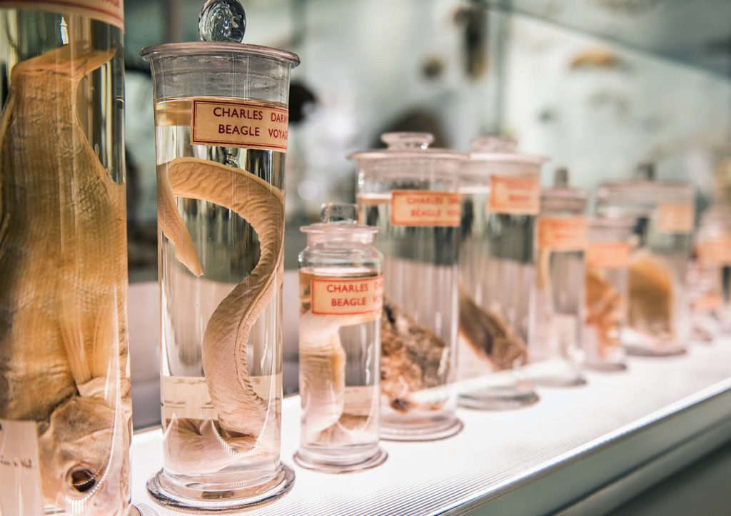 Barnacles, beetles, finches and fishes Charles Darwin’s specimen collections Museum Crush