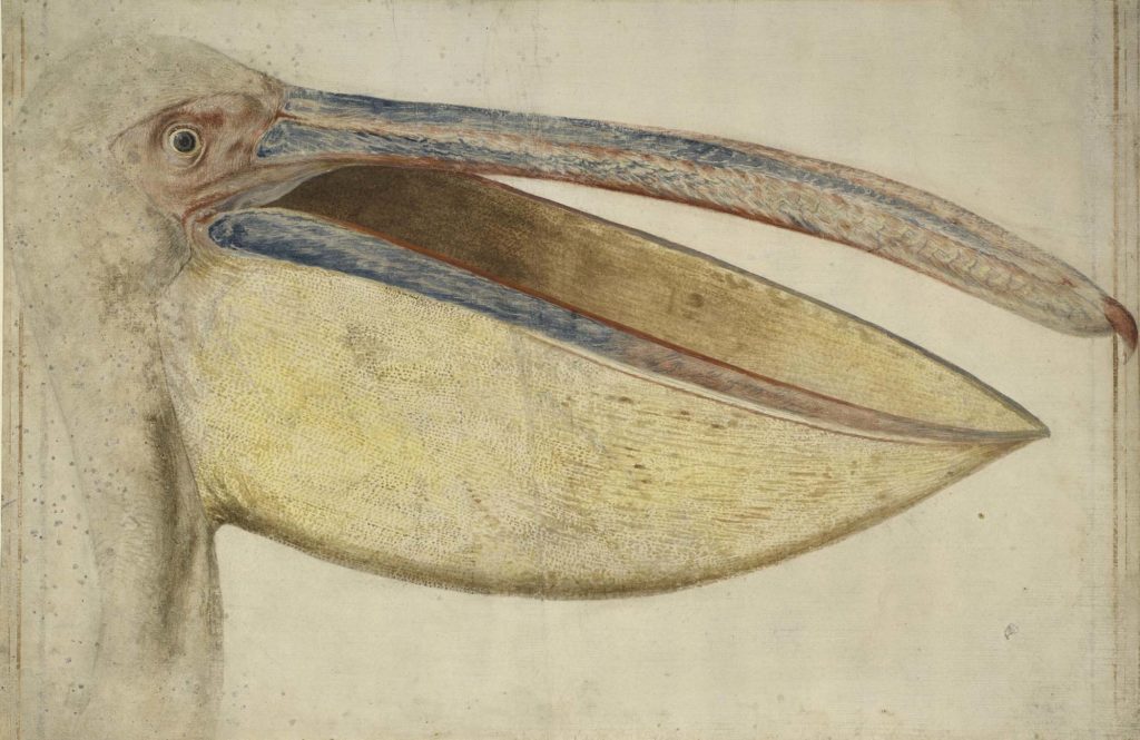 The Paper Museum of Cassiano dal Pozzo Museum Crush