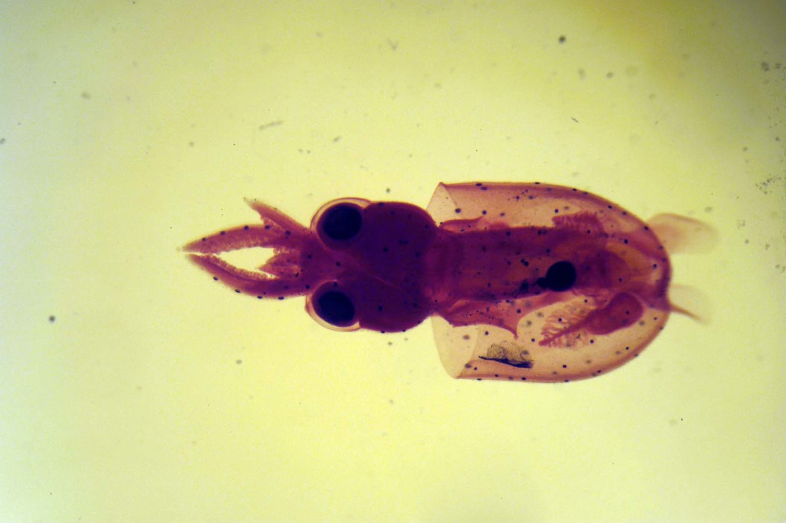 The Micrarium a stunning display of thousands of microscopic animals